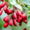Berberine